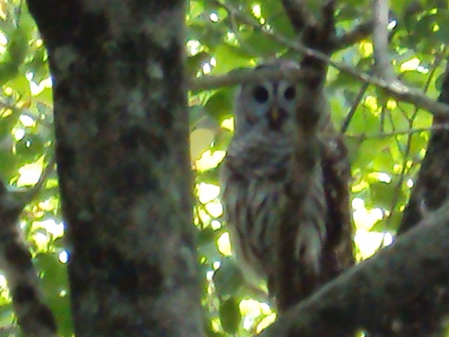 markers & owl 032.JPG