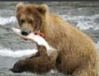 Bear.JPG
