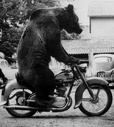 Bear Biker.jpg